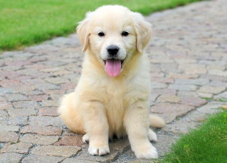Acheter un chiot Golden Retriever Acheter un chiot Golden Retriever en Belgique.