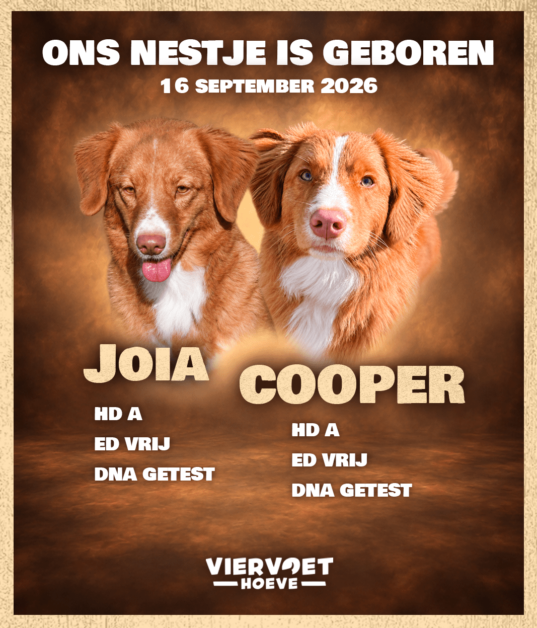 Nova Scotia Duck Tolling Retriever pups te koop in België. Toller puppy kopen.