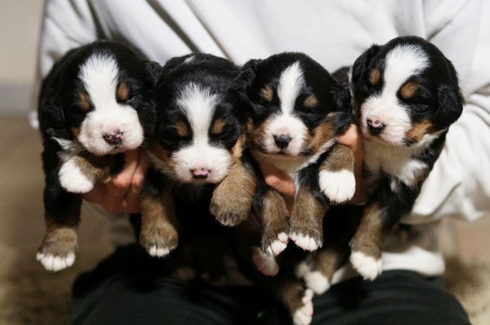 Hoe zelf pups verkopen in België