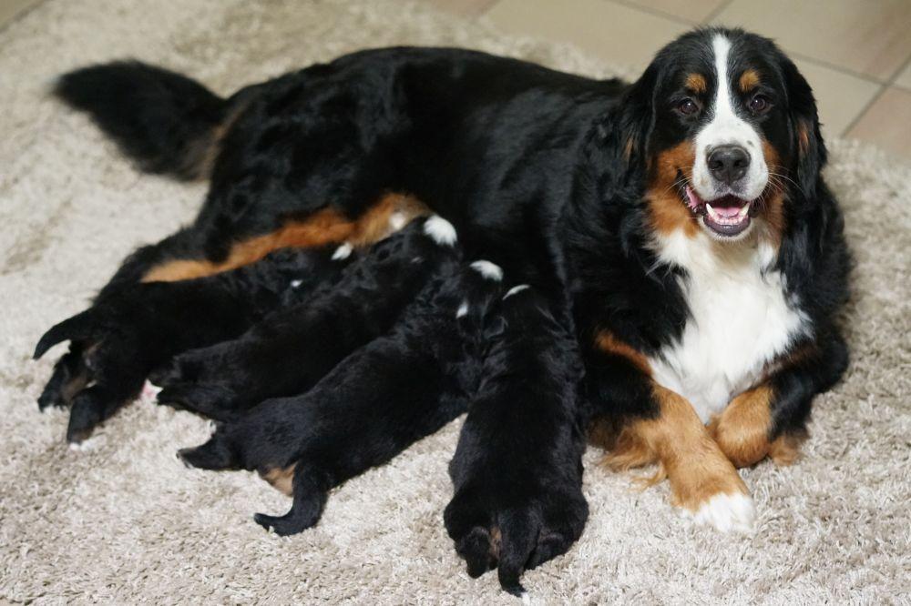 Zelf je pups aanbieden in België