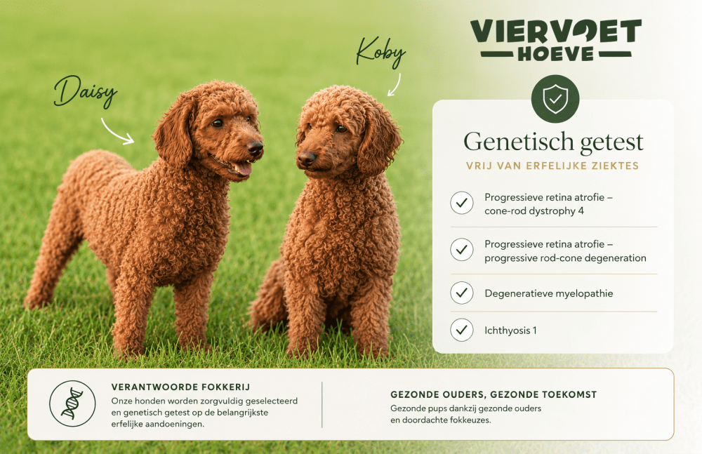 Dwergpoedel pups beschikbaar uit genetisch geteste ouderdieren.