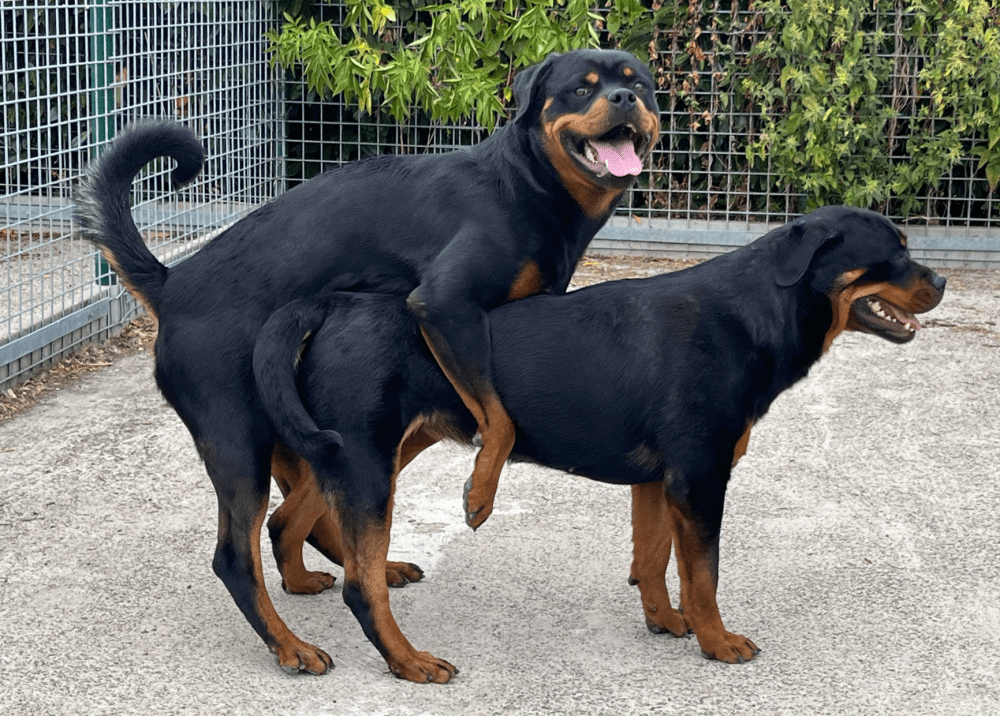 Rottweiler pups te koop. Erkende fokker in België. Rottweiler puppy kopen.