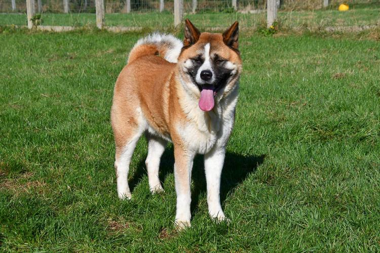 Akita dekreu gezocht in België.