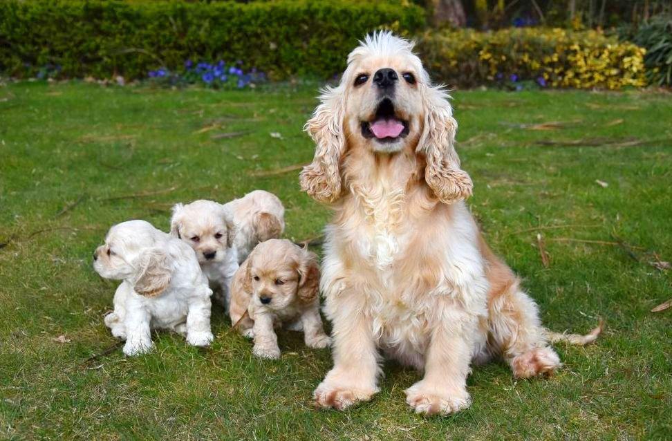 Amerikaanse Cocker Spaniel pups te koop