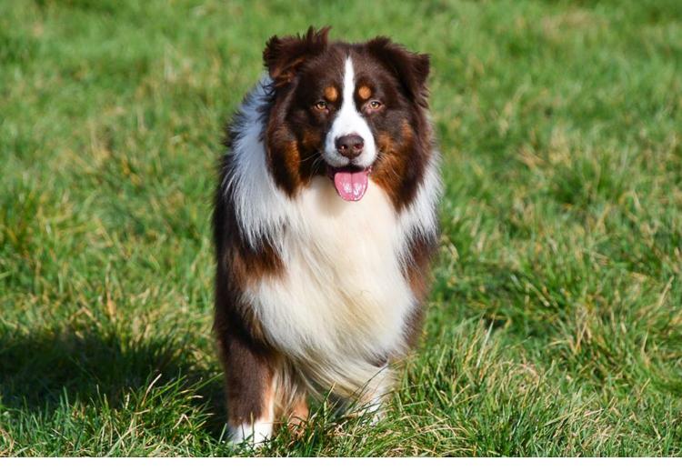 Australische Herder dekreu gezocht in België.
Red tri Aussie dekreu. Australian Shepherd.