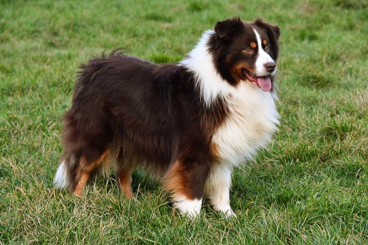 Australische Herder dekreu gezocht in België.
Red tri Aussie dekreu. Australian Shepherd.