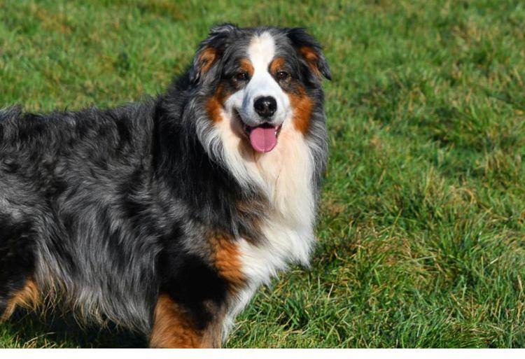 Australische Herder dekreu gezocht in België.
Blue merle Aussie dekreu. Australian Shepherd.