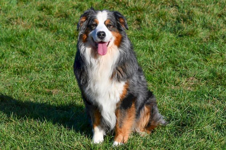 étalon berger australien bleu merle en belgique.