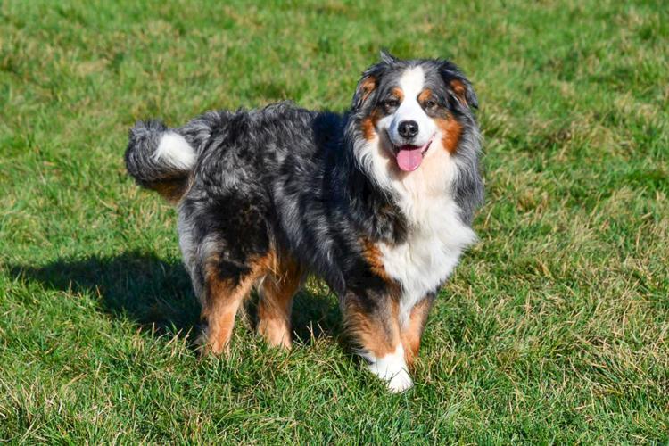 étalon berger australien bleu merle en belgique.