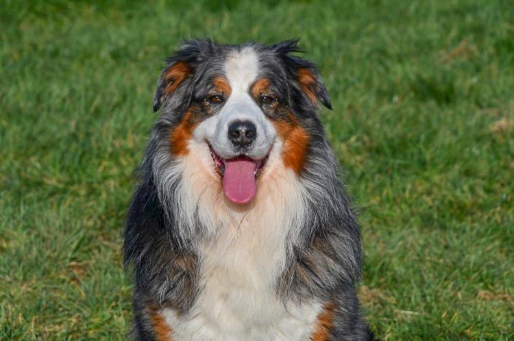 Australische Herder dekreu gezocht in België.
Blue merle Aussie dekreu. Australian Shepherd.