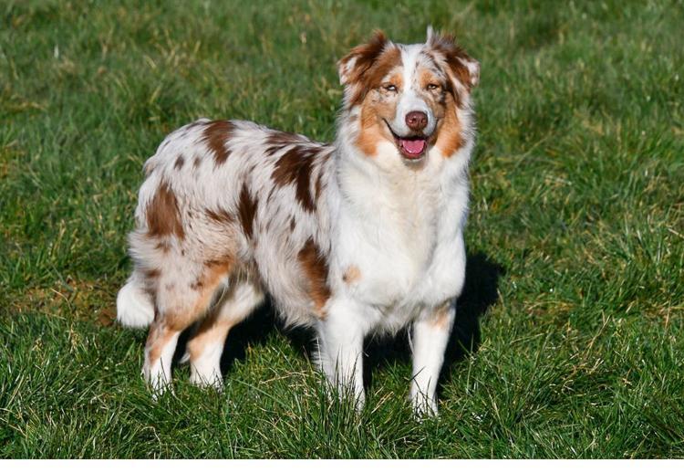 Volwassen Australische Herder teef red merle