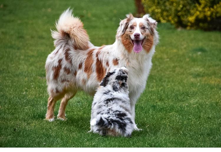 Volwassen Australische Herder teef red merle