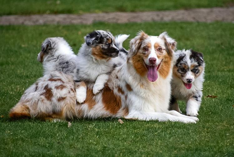 Schattige Australische Herder pups te koop, klaar voor hun nieuwe thuis en geweldige metgezellen voor actieve families.