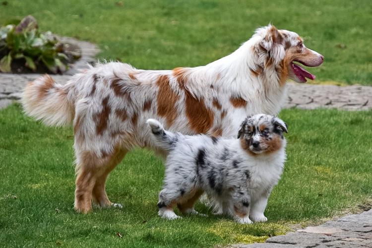 Een gezonde en speelse Australische Herder pup te koop. Klaar om het perfecte huisdier voor jouw gezin te worden.