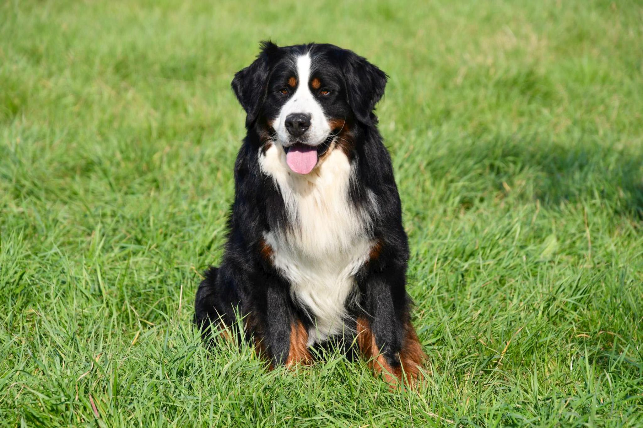 Berner Sennen dekreu met stamboom aangeboden in België.
