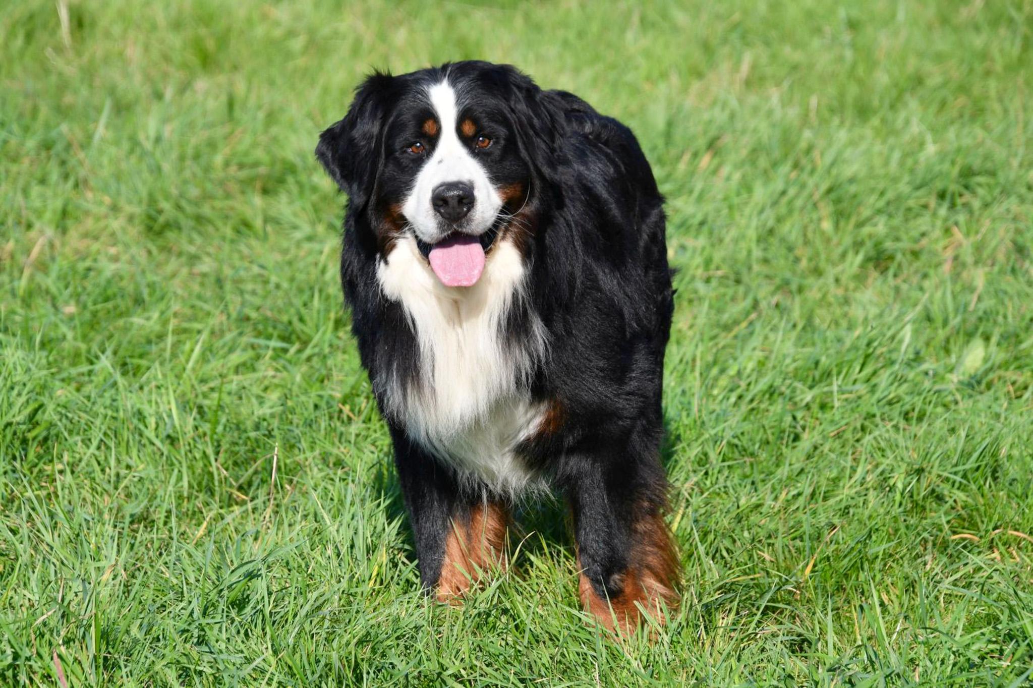 Berner Sennen dekreu met stamboom aangeboden in België.
