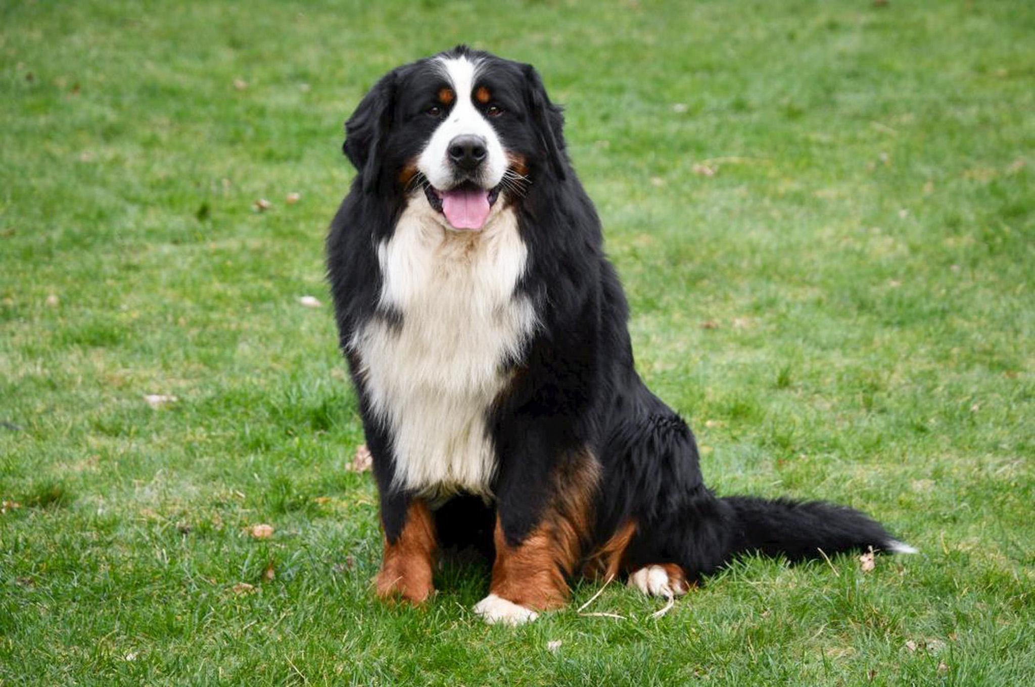 Berner Sennen dekreu met stamboom aangeboden in België.