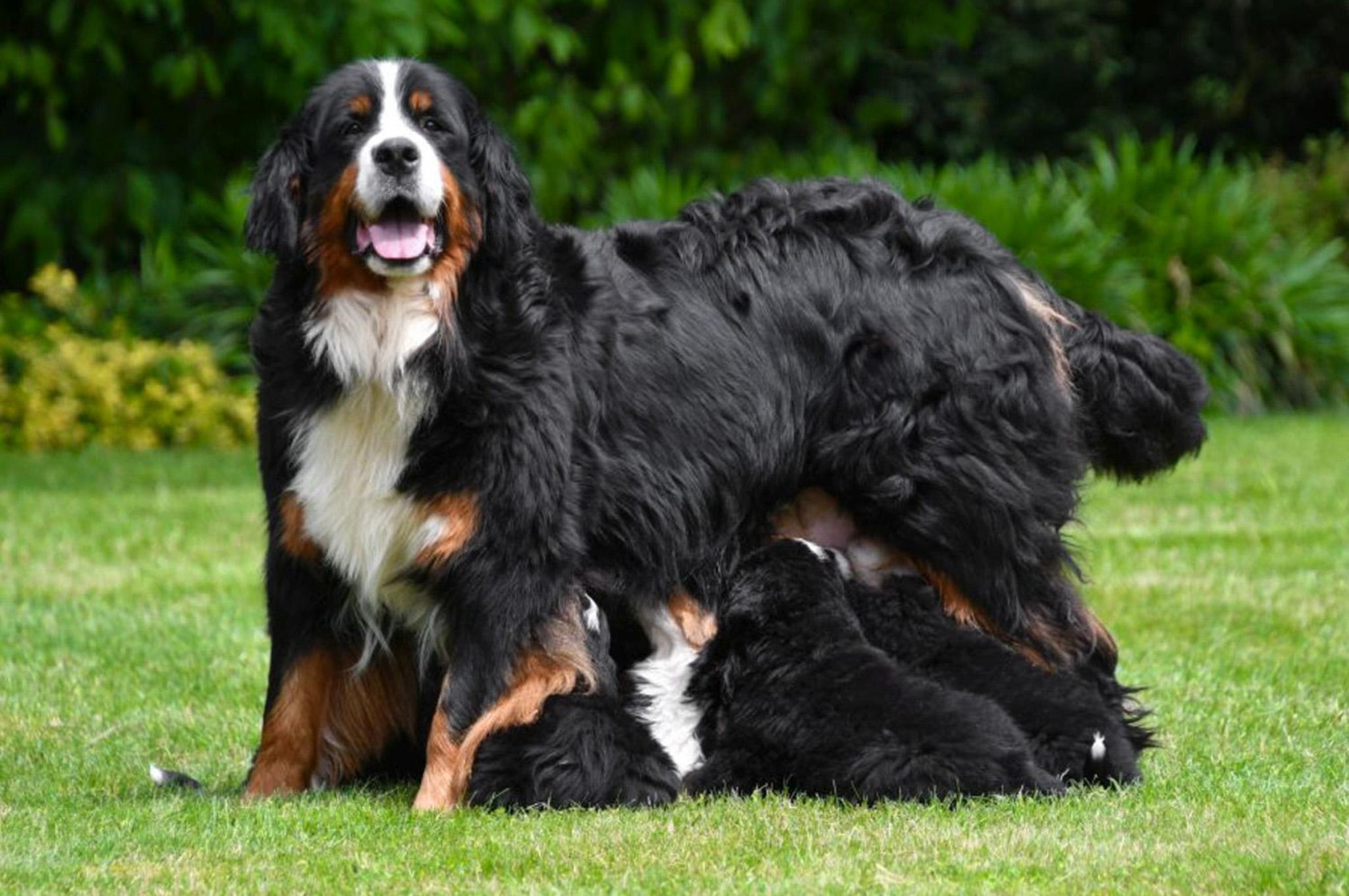 Volwassen Berner Sennen teef Nalah