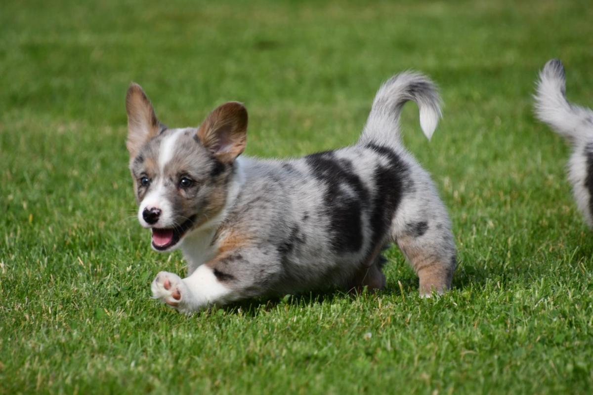 fokker Welsh Corgi Cardigan pups Door de nauwe band tussen fokker en pup ontwikkelen onze Welsh Corgi Cardigans zich tot evenwichtige, aanhankelijke honden. Persoonlijke zorg en aandacht zijn bij ons vanzelfsprekend.