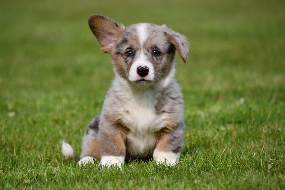 welsh corgi cardigan pups van eigen fok Onze pups worden geboren in een rustige, gecontroleerde omgeving en blijven bij hun moeder tot ze oud genoeg zijn om naar hun nieuwe thuis te vertrekken. Dit draagt bij aan een stabiel en sociaal karakter.