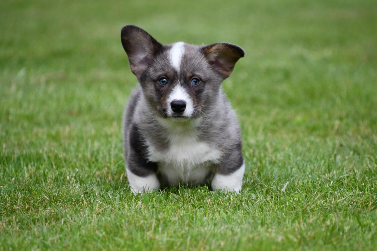 Opgewekte Welsh Corgi Cardigan pup bij erkende fokker thuis Al onze Welsh Corgi Cardigan pups groeien op in een warme, huiselijke omgeving. Ze worden dagelijks gesocialiseerd en leren omgaan met geluiden, mensen en andere huisdieren
