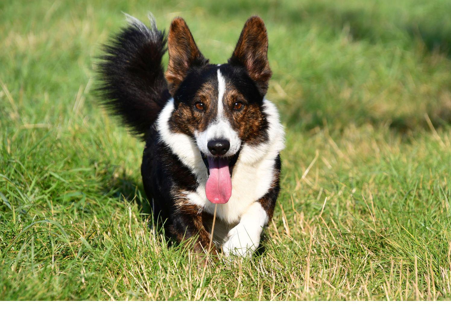 Welsh Corgi Cardigan dekreu met stamboom aangeboden in België.