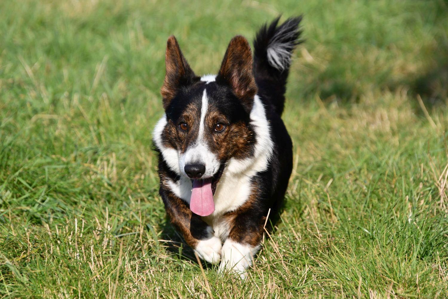 Welsh Corgi Cardigan dekreu met stamboom aangeboden in België.