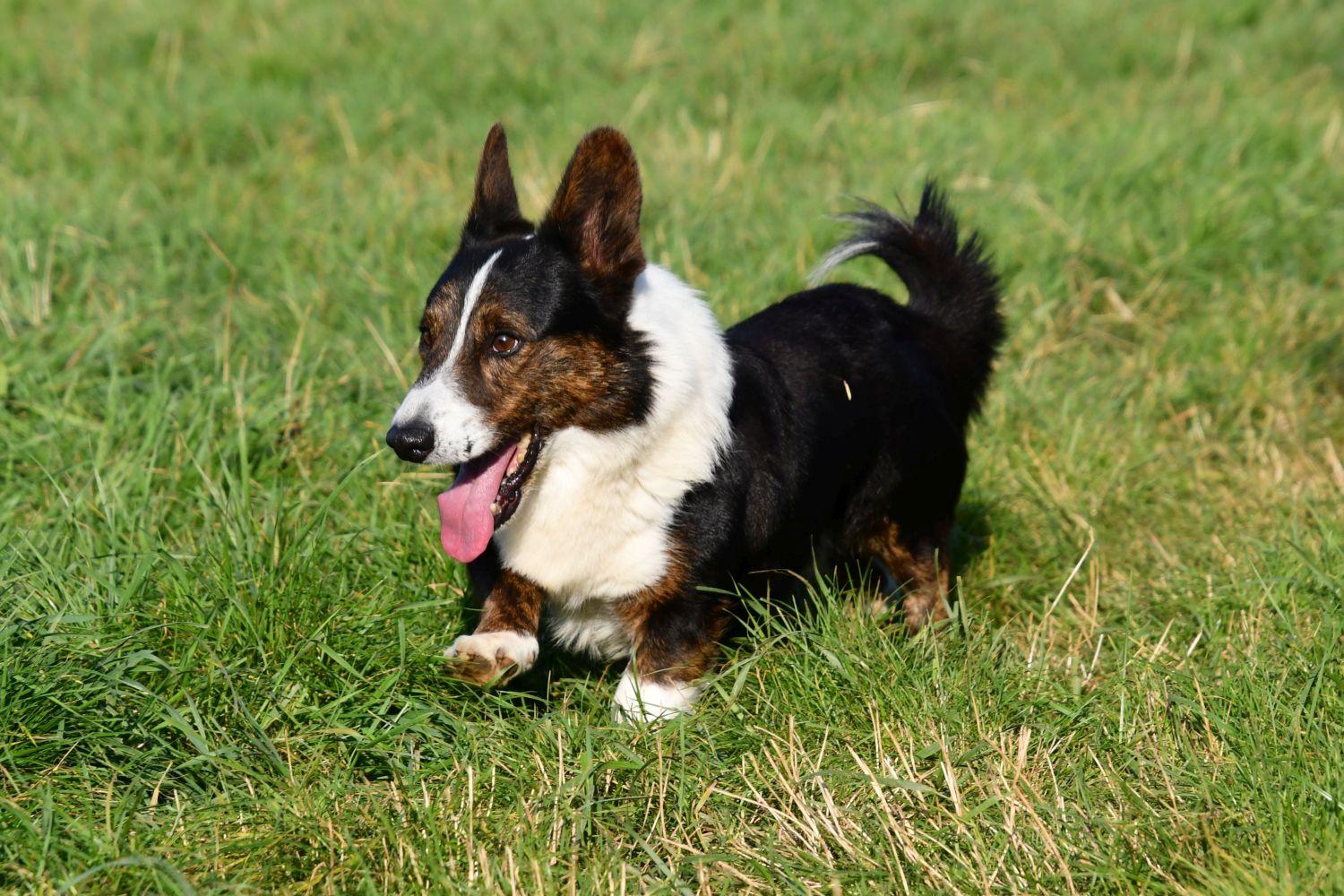 Welsh Corgi Cardigan dekreu met stamboom aangeboden in België.