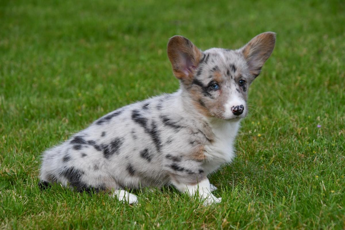 Welsh Corgi Cardigan pup klaar om naar zijn nieuwe gezin te gaan Na een liefdevolle start bij onze fokkerij vertrekken de Welsh Corgi Cardigan pups goed voorbereid naar hun nieuwe thuis. Ze zijn sociaal, speels en klaar om iemands hart te veroveren.