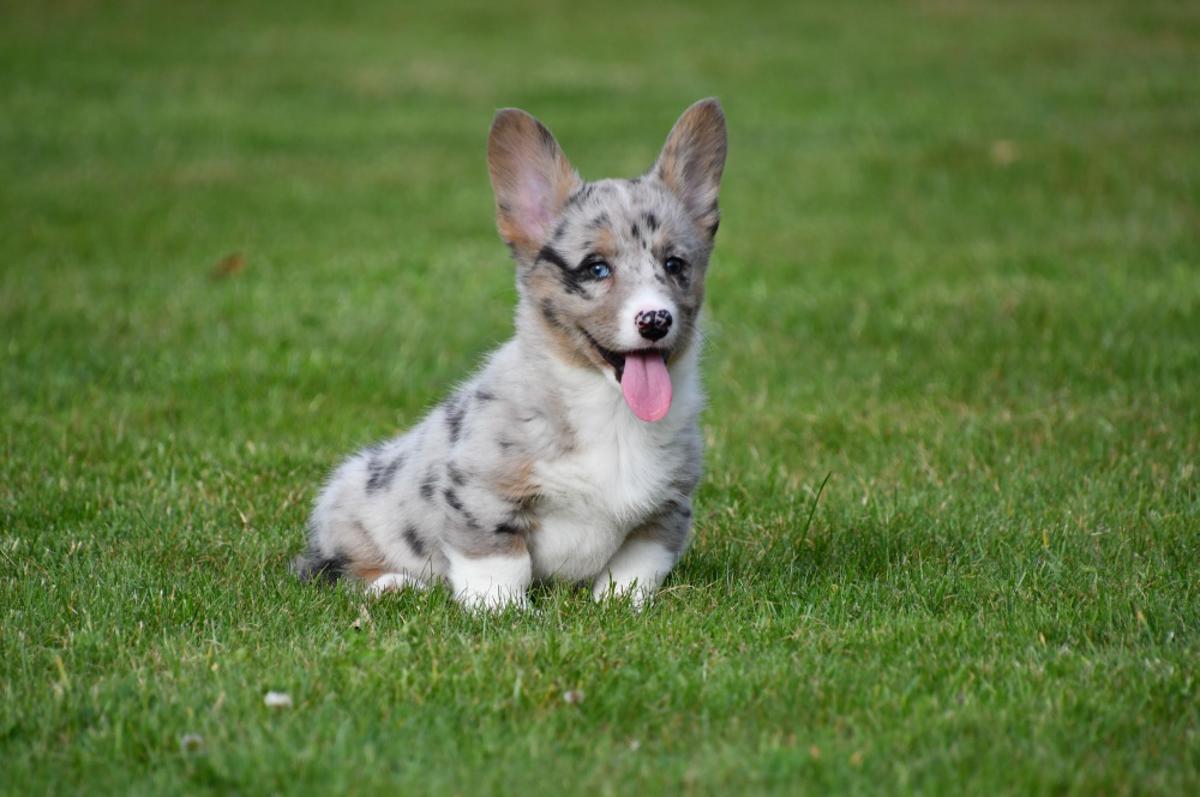 Gezond nestje Welsh Corgi Cardigan pups bij Belgische fokker Onze Welsh Corgi Cardigan pups worden grootgebracht met liefde en zorg in huiselijke sfeer. Ze genieten van rust, regelmaat en een veilige start in het leven, ideaal voor hun verdere ontwikkeling.