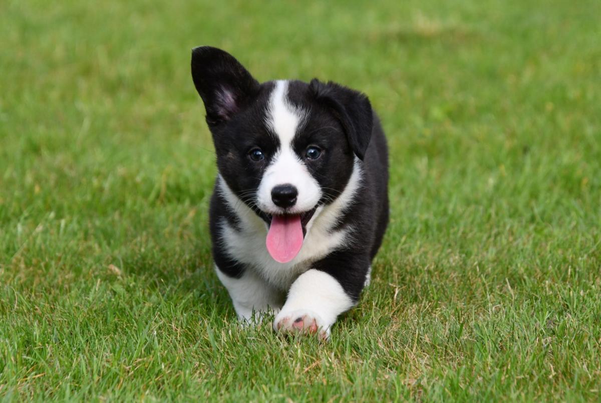Welsh Corgi Cardigan pup spelend bij erkende fokker in België Deze speelse Welsh Corgi Cardigan pup groeit op in een groene omgeving bij een erkende fokker in België. Dankzij dagelijkse aandacht en beweging ontwikkelen onze pups zich tot sociale en evenwichtige gezinshonden.