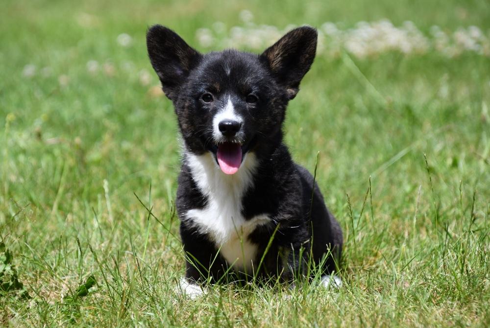 Na een liefdevolle start bij onze fokkerij vertrekken de Welsh Corgi Cardigan pups goed voorbereid naar hun nieuwe thuis. Ze zijn sociaal, speels en klaar om iemands hart te veroveren.