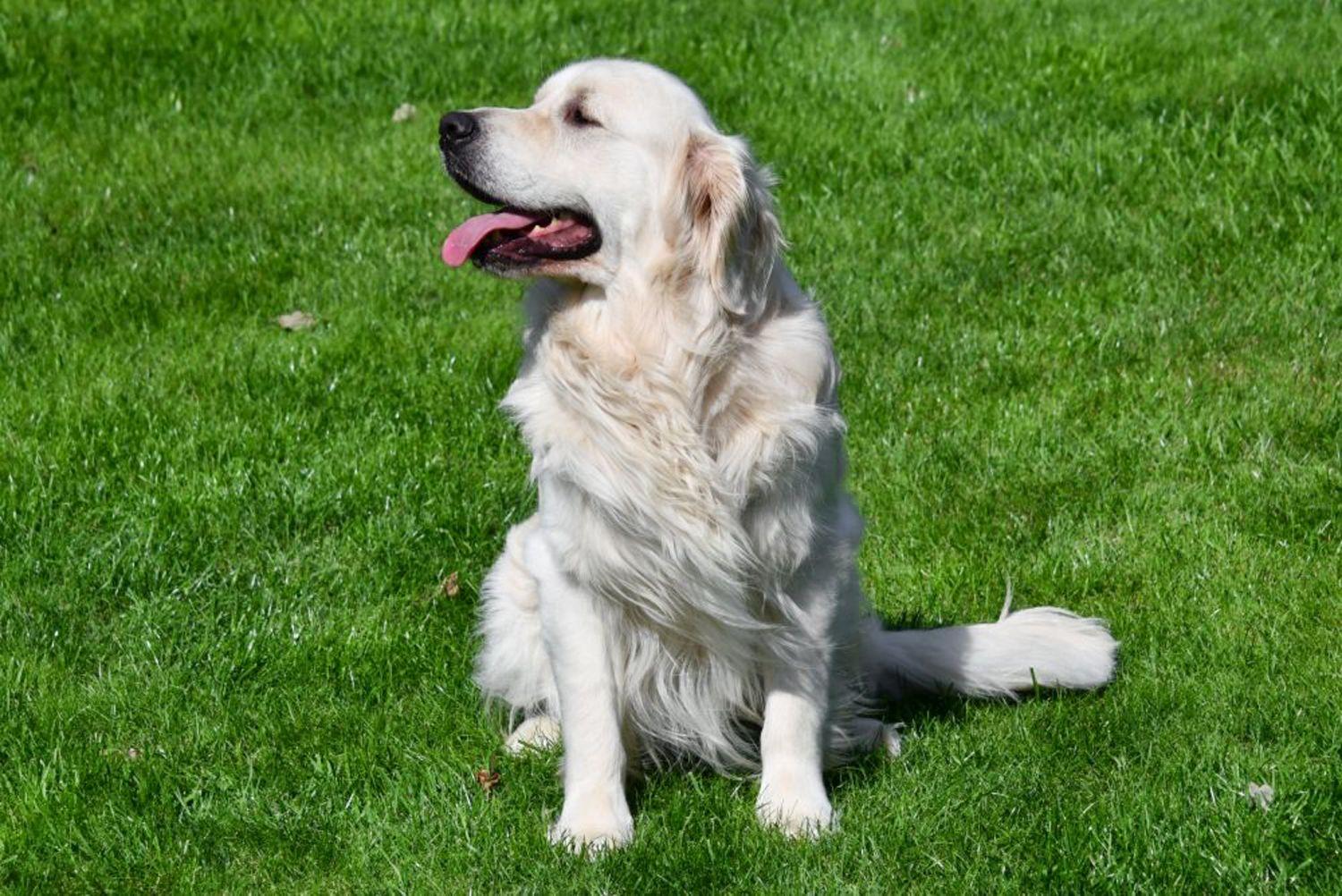 Golden Retriever dekreu aangeboden in België.