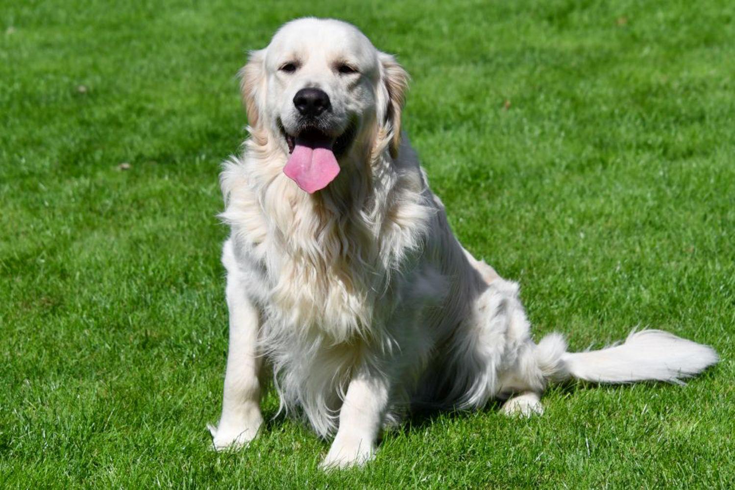 Étalon Golden Retriever en Belgique. 