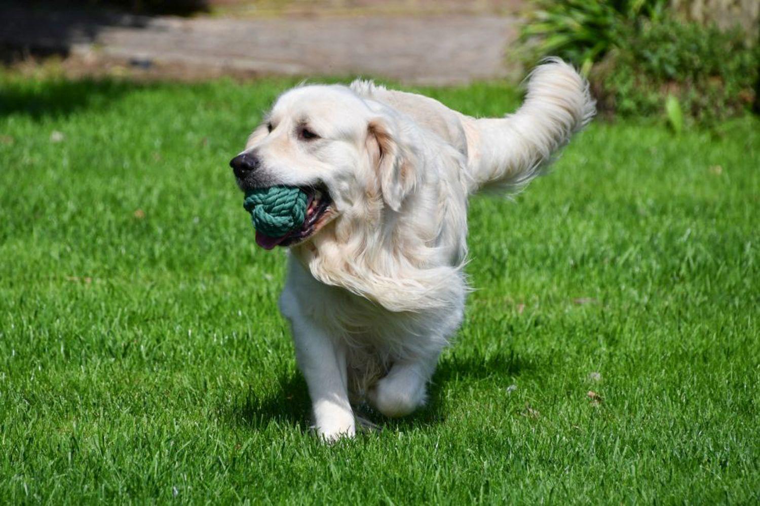 Golden Retriever dekreu aangeboden in België.