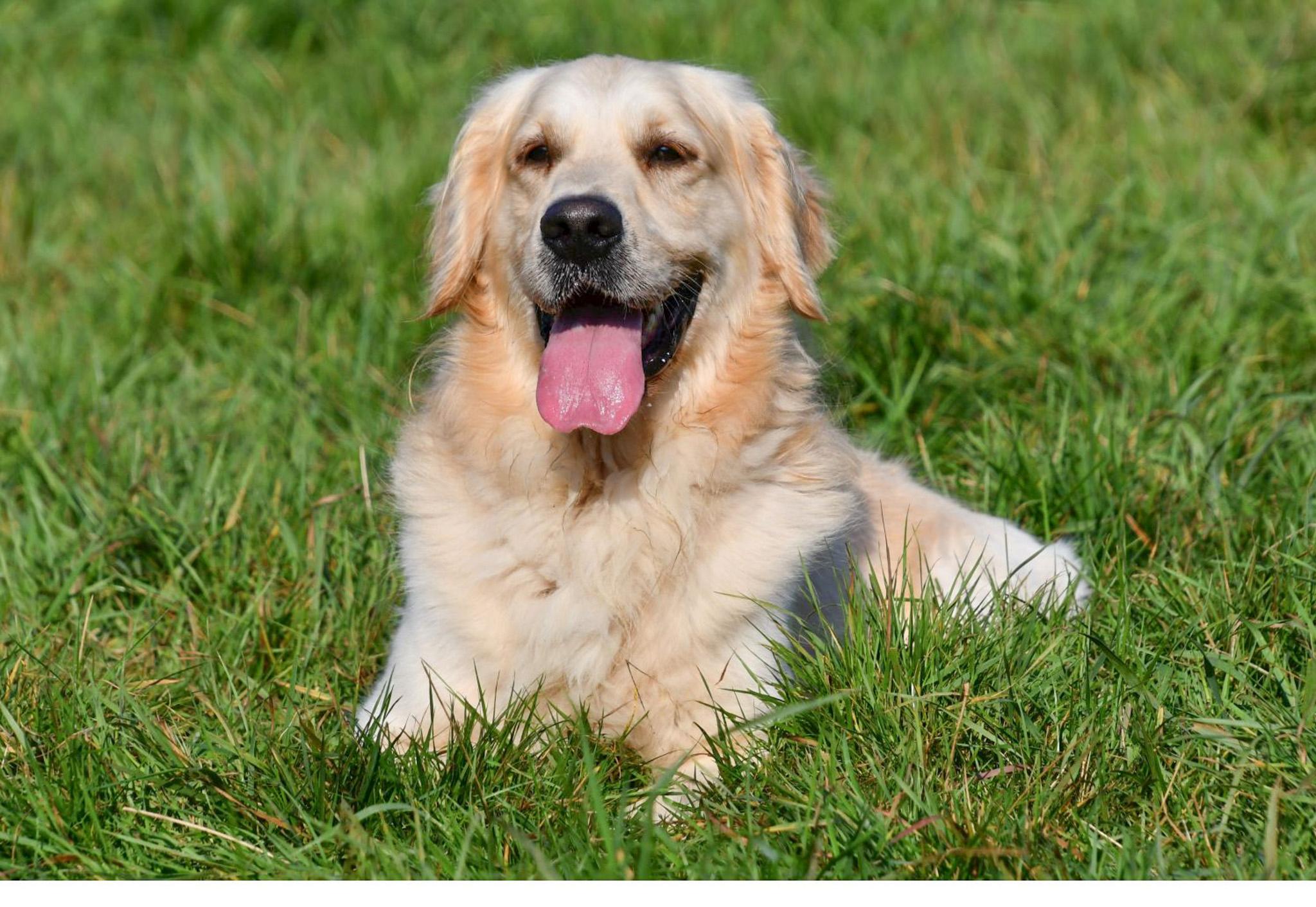 Golden Retriever dekreu aangeboden in België.