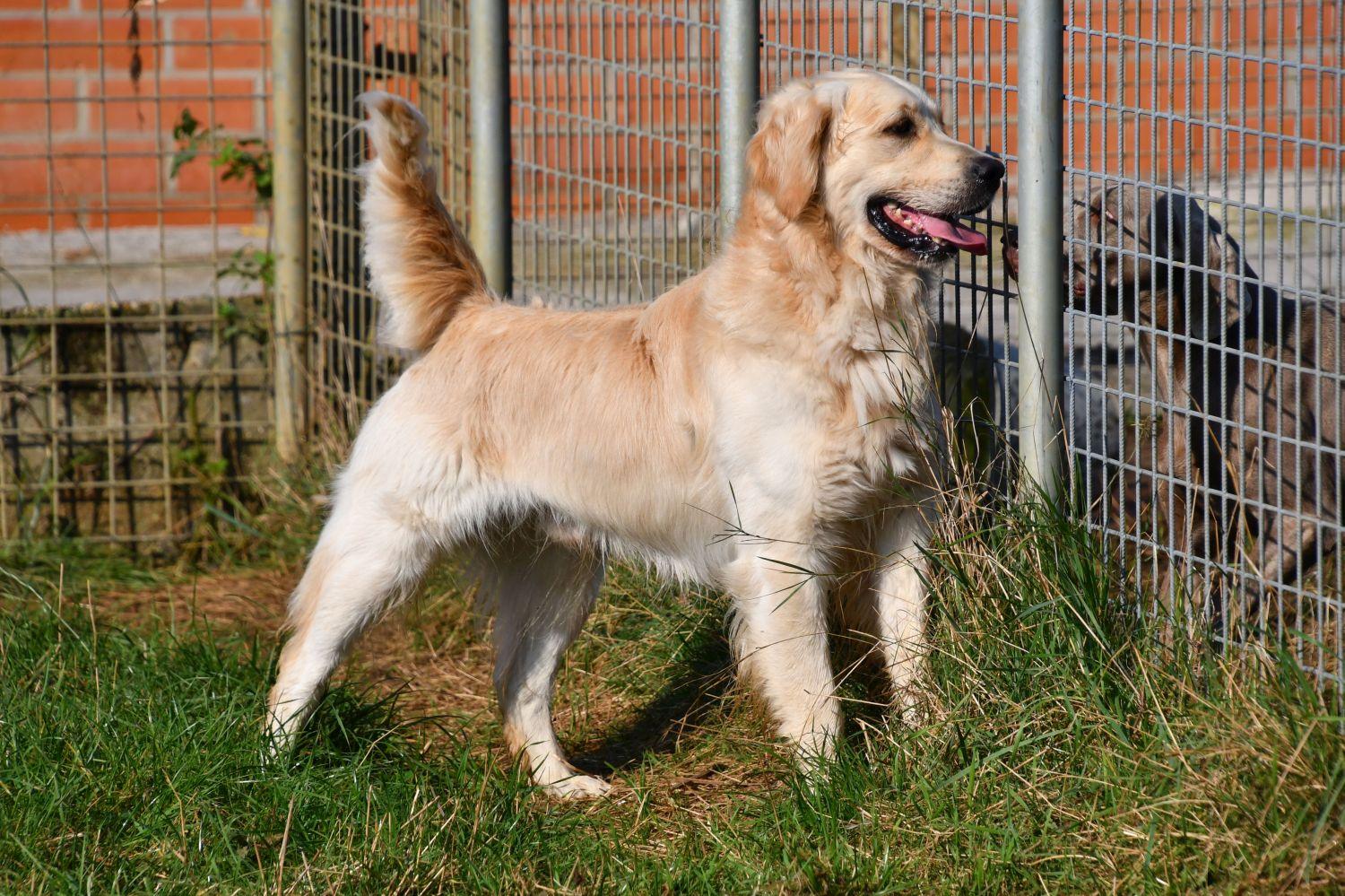 Étalon Golden Retriever en Belgique. 