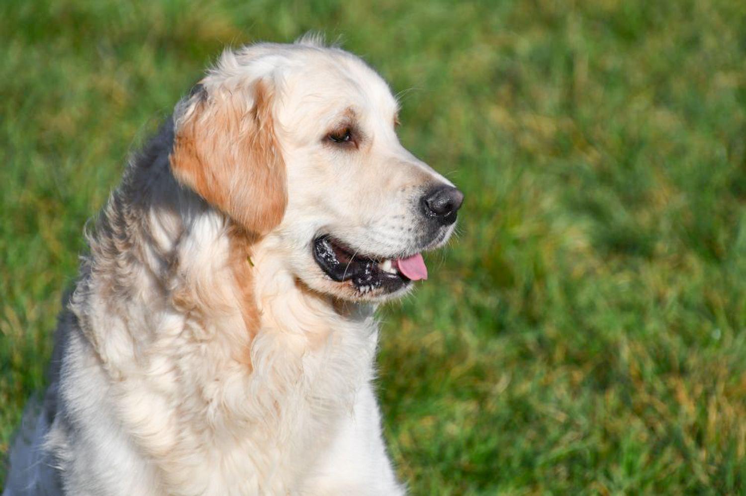 Golden Retriever dekreu aangeboden in België.