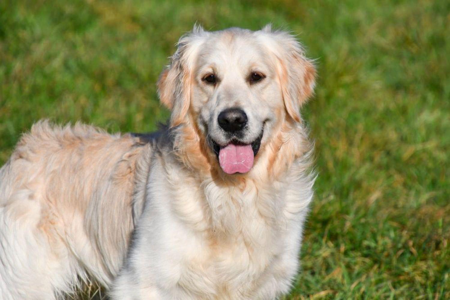 Golden Retriever dekreu aangeboden in België.