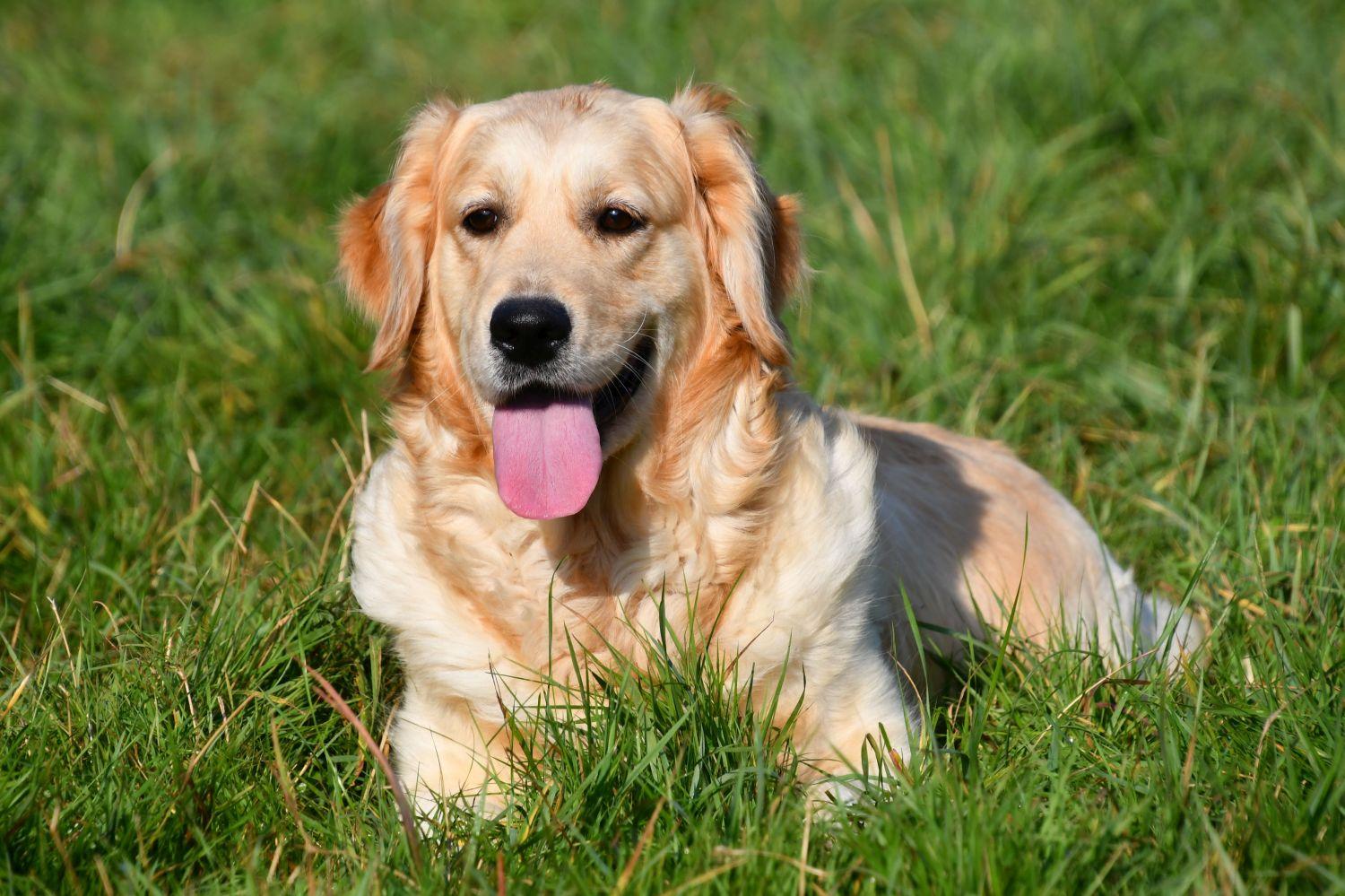 Golden Retriever pups te koop.
Golden Retriever Kennel in België.