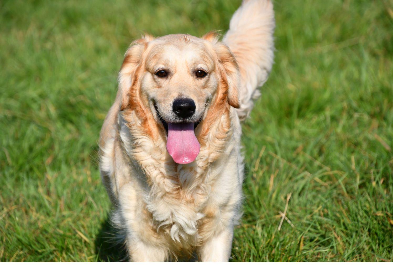 Acheter un chiot Golden Retriever en Belgique.