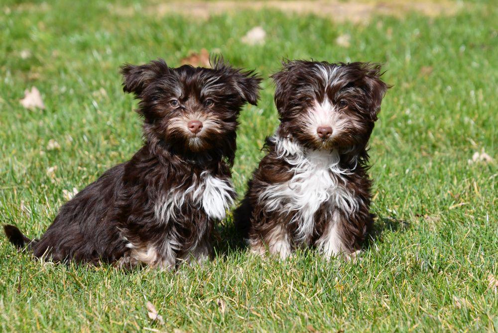 Chiots Bichon Havanais Vendre leveur Certifi chiots-bichon-havanais-vendre-leveur-certifi