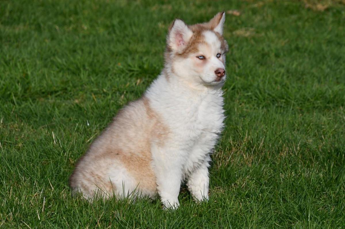 Schattige Siberische Husky pup met blauwe ogen speelt in de tuin.