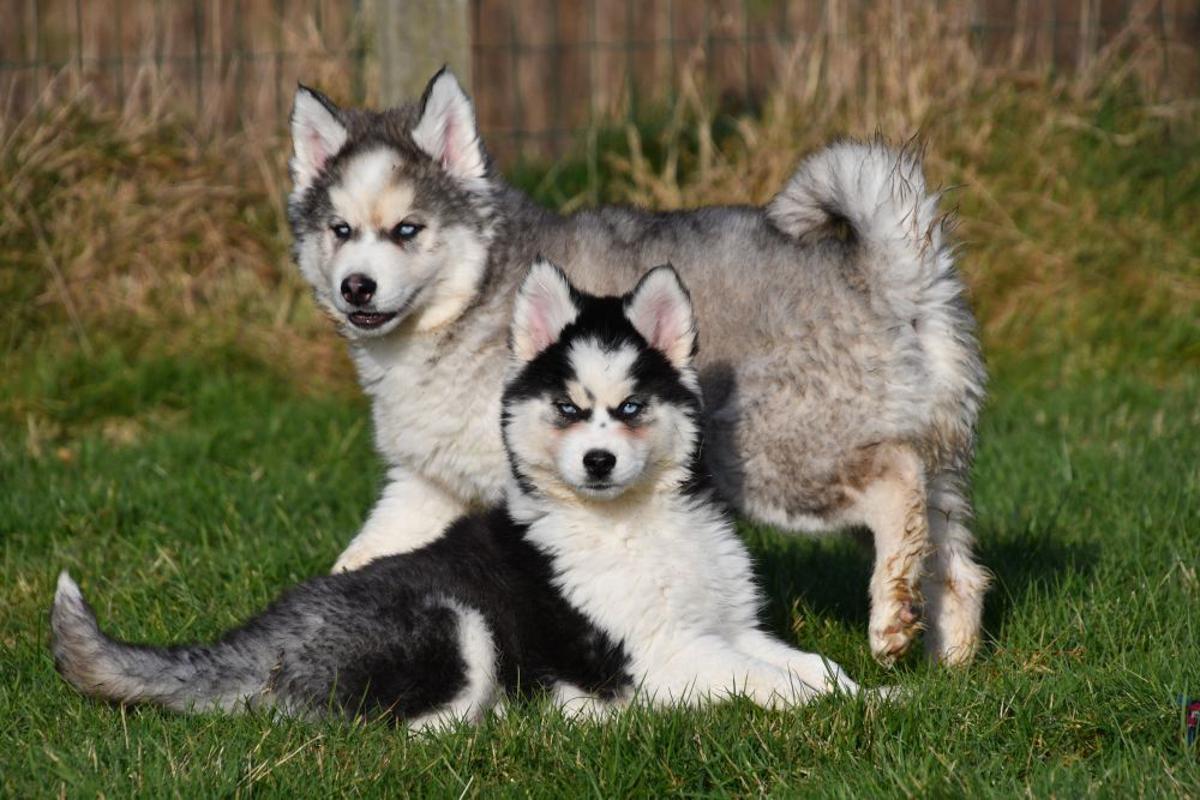 Twee Siberische Husky's in actie in een groen landschap, perfect voor avontuurlijke activiteiten in de natuur.