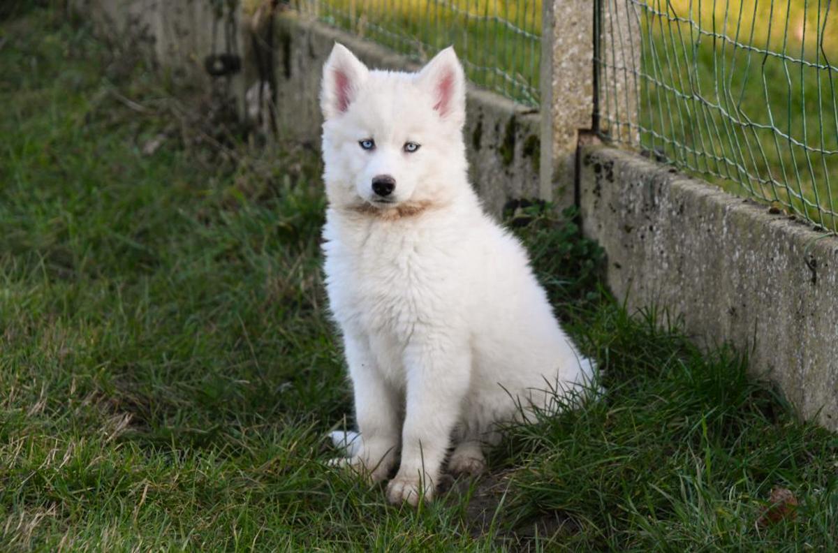 Een Siberische Husky pup met een dikke vacht speelt met een speeltje in de tuin.