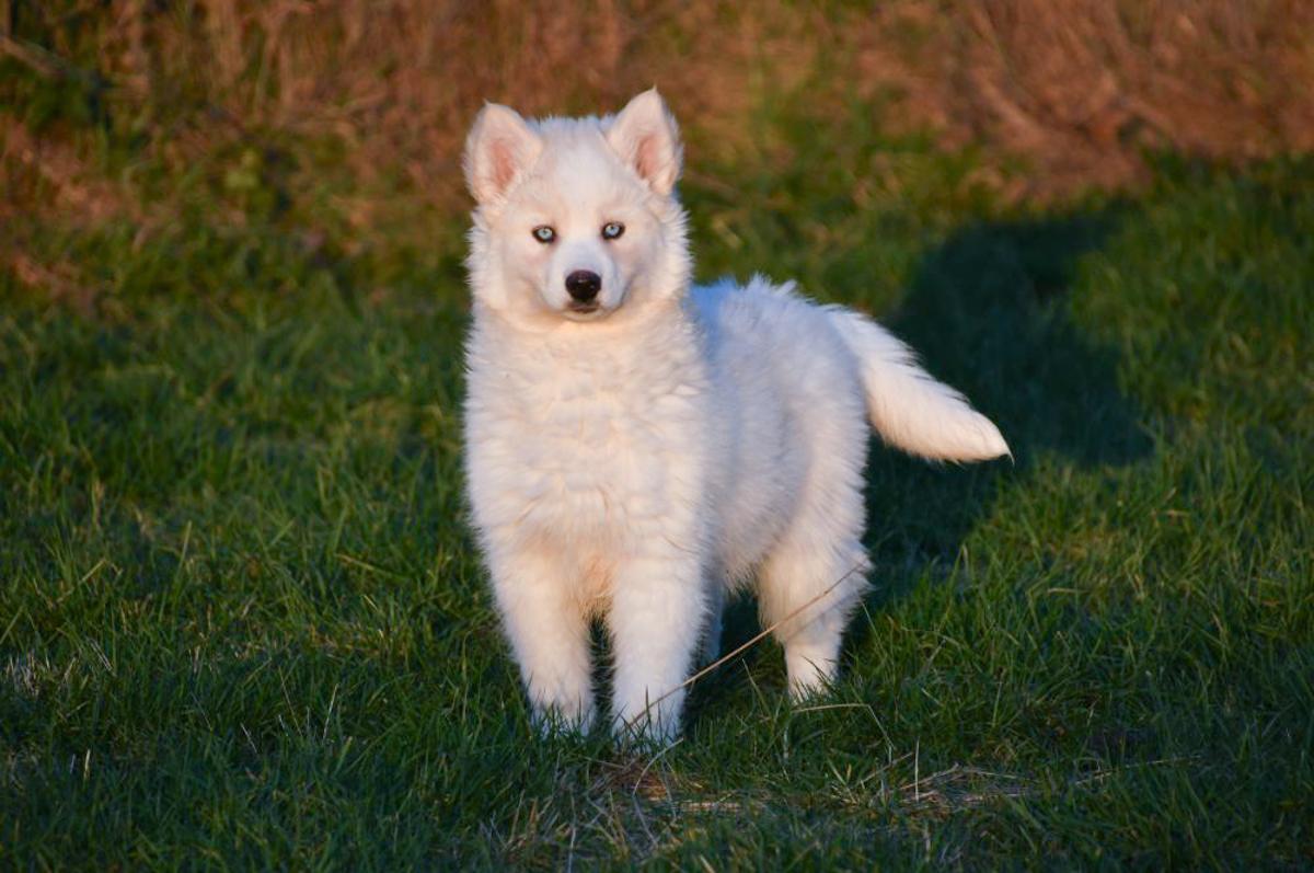 Siberische Husky pup rent vrolijk door een tuin, klaar om een nieuw gezin te verwelkomen