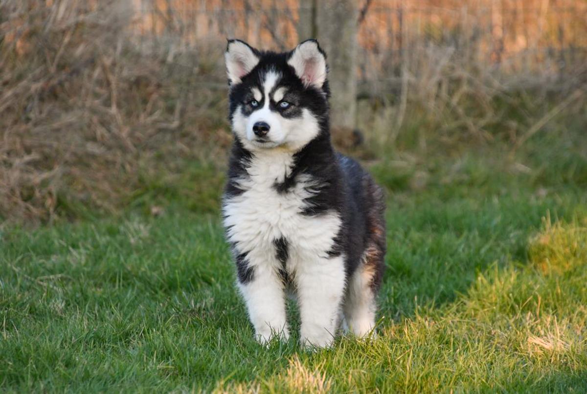 Een Siberische Husky pup met blauwe ogen kijkt recht in de camera, klaar om geadopteerd te worden.