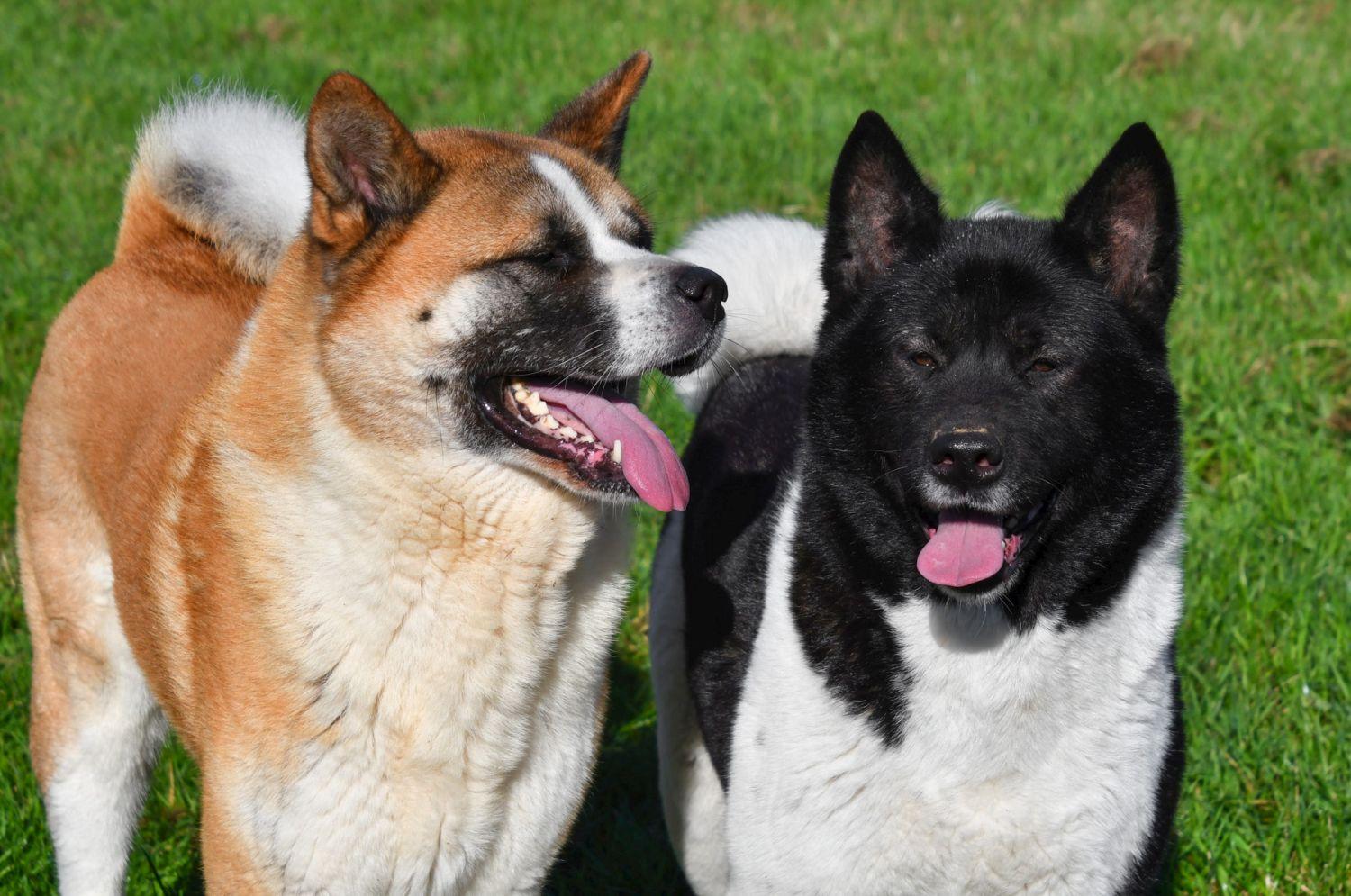 Chiots Akita Américain à vendre.
Akita Inu en Belgique.