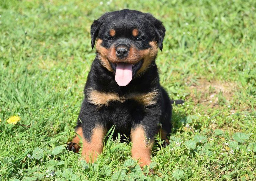 Rottweiler pups te koop. Erkende fokker in België. Rottweiler puppy kopen.