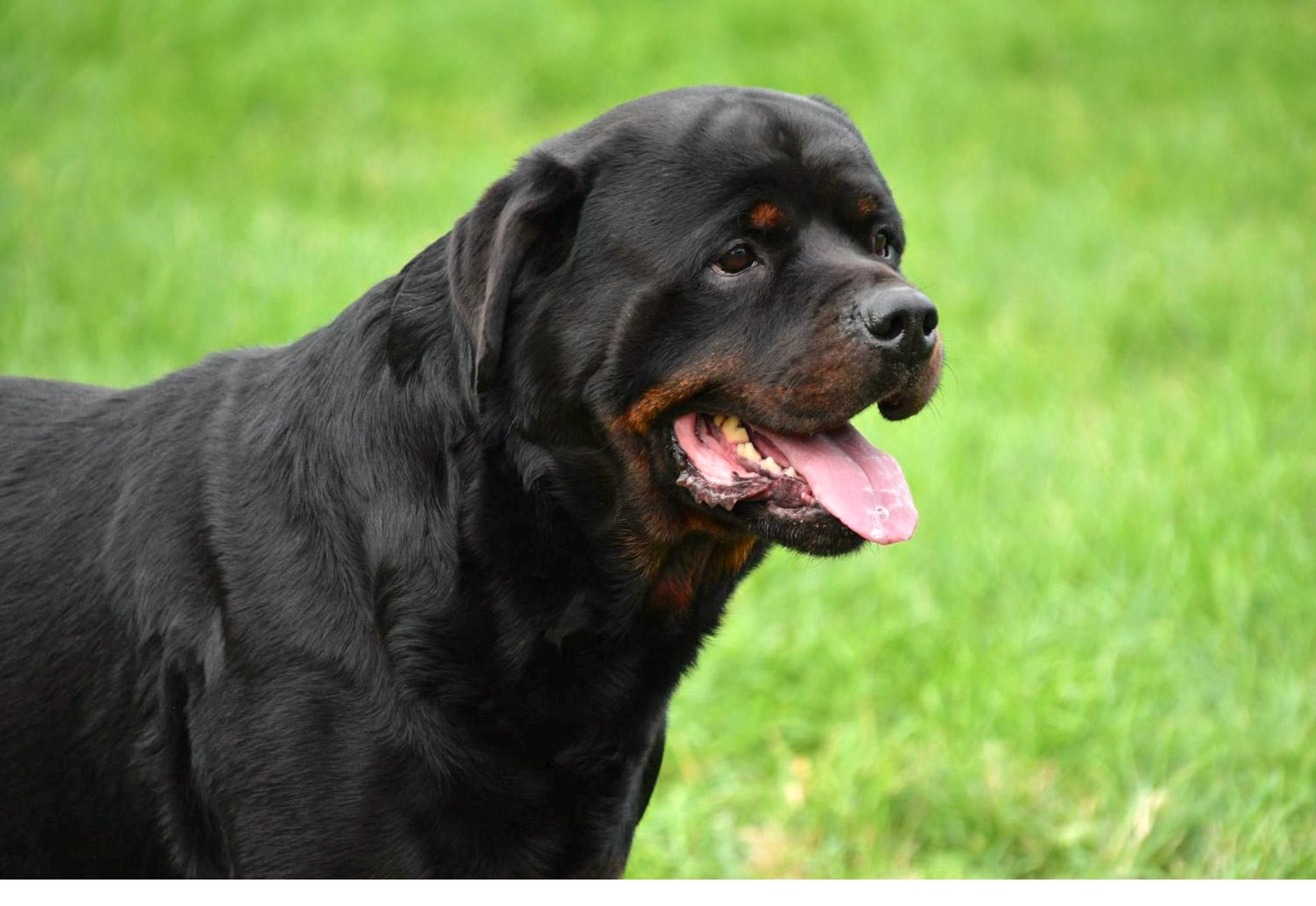 Étalon Rottweiler en Belgique. 